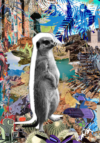 MenzArt Meerkat